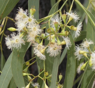 Eucalyptus Lemon Essential Oil India 4